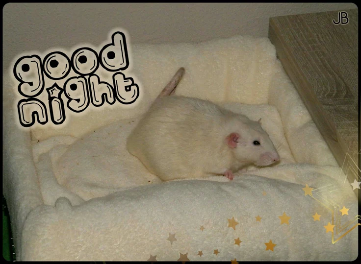 This may contain: a white rat sitting on top of a blanket