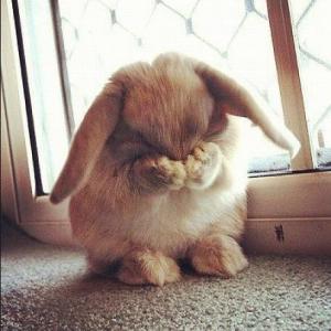Jon 🐇