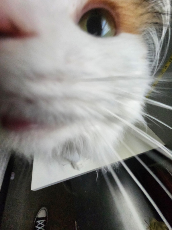 Lucy