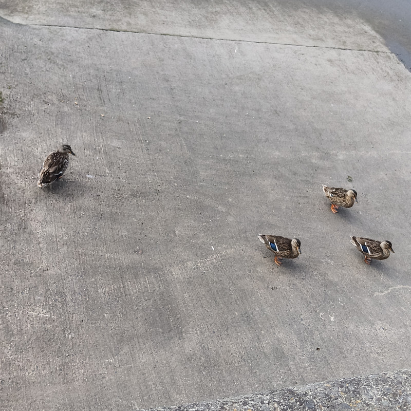 ducks at the park