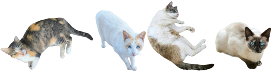 my cats