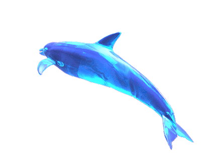 dolphin