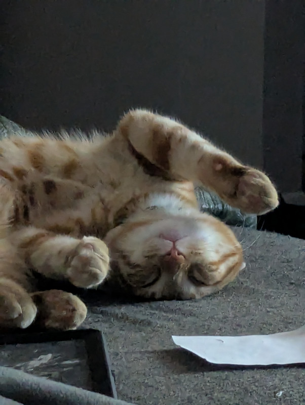Shrimp