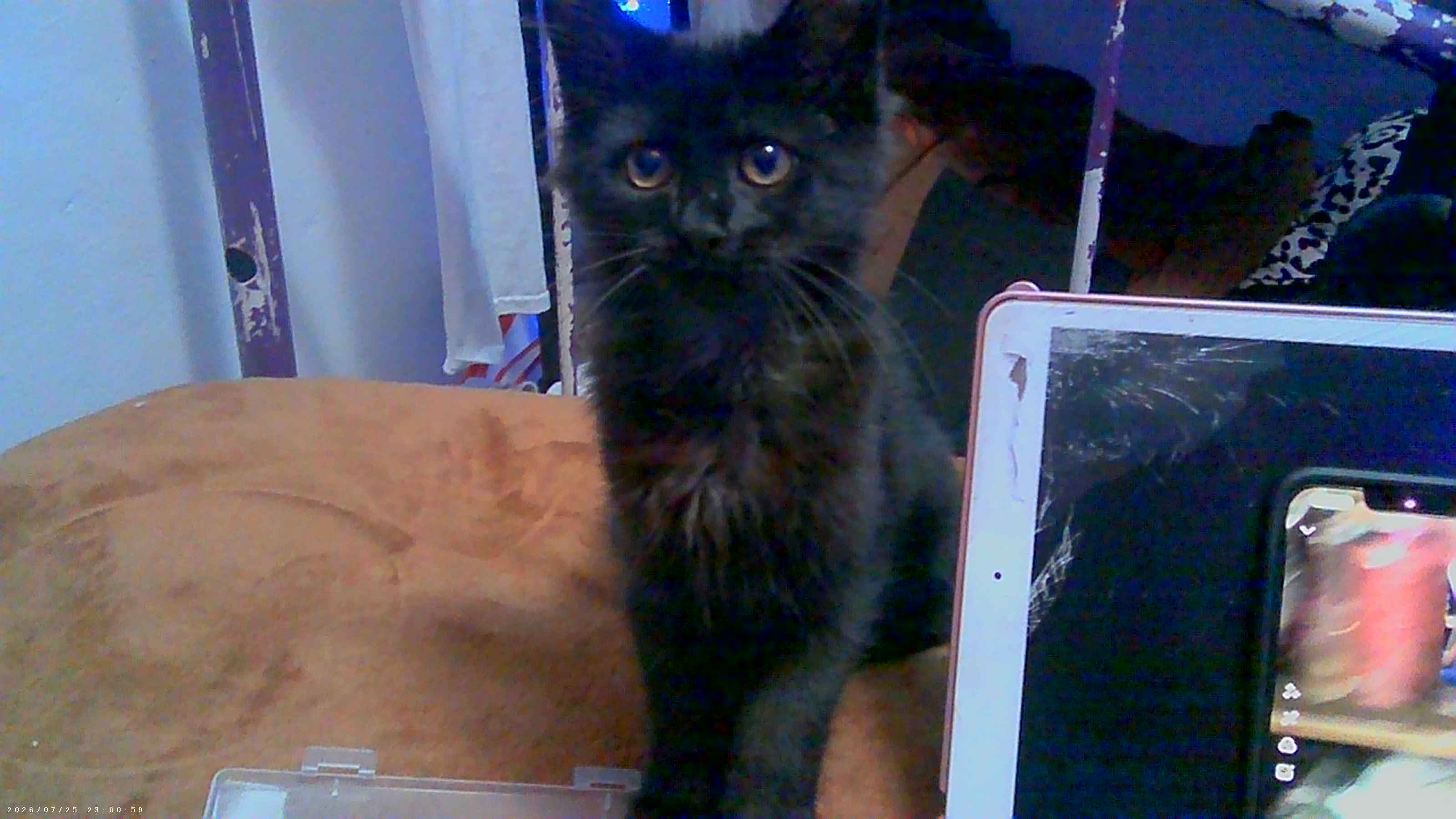 kittykat