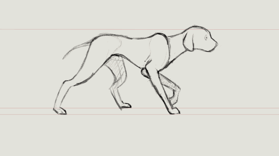 Dog walk