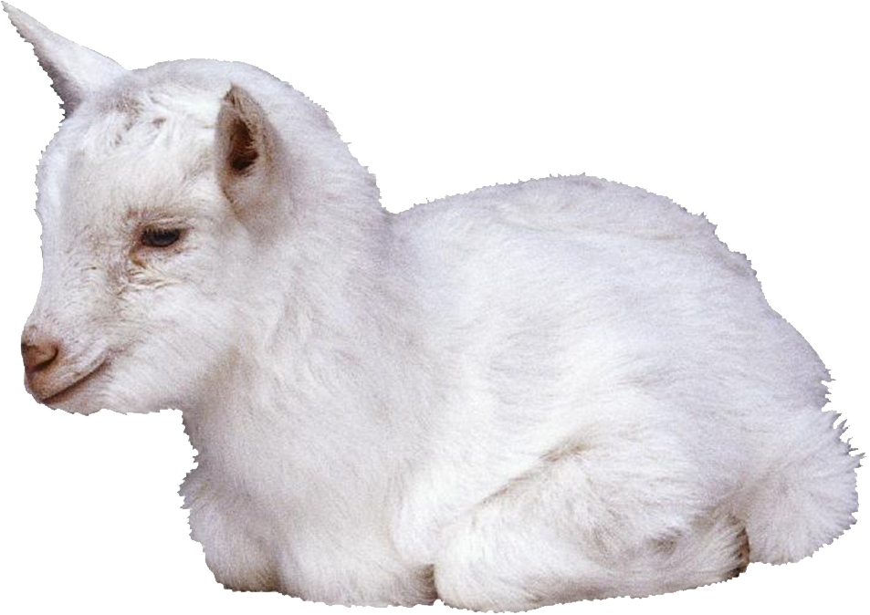 Lamb