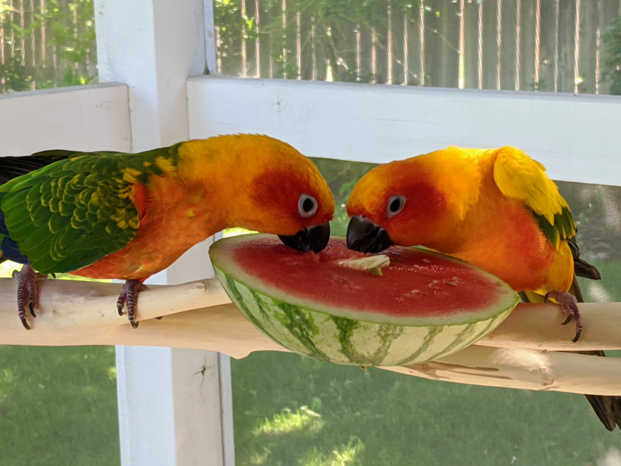 my birds