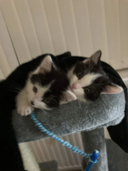 cat