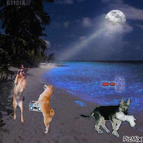 dog party (gone wrong) - Free animated GIF