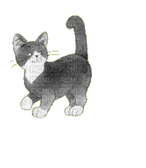 grey cat