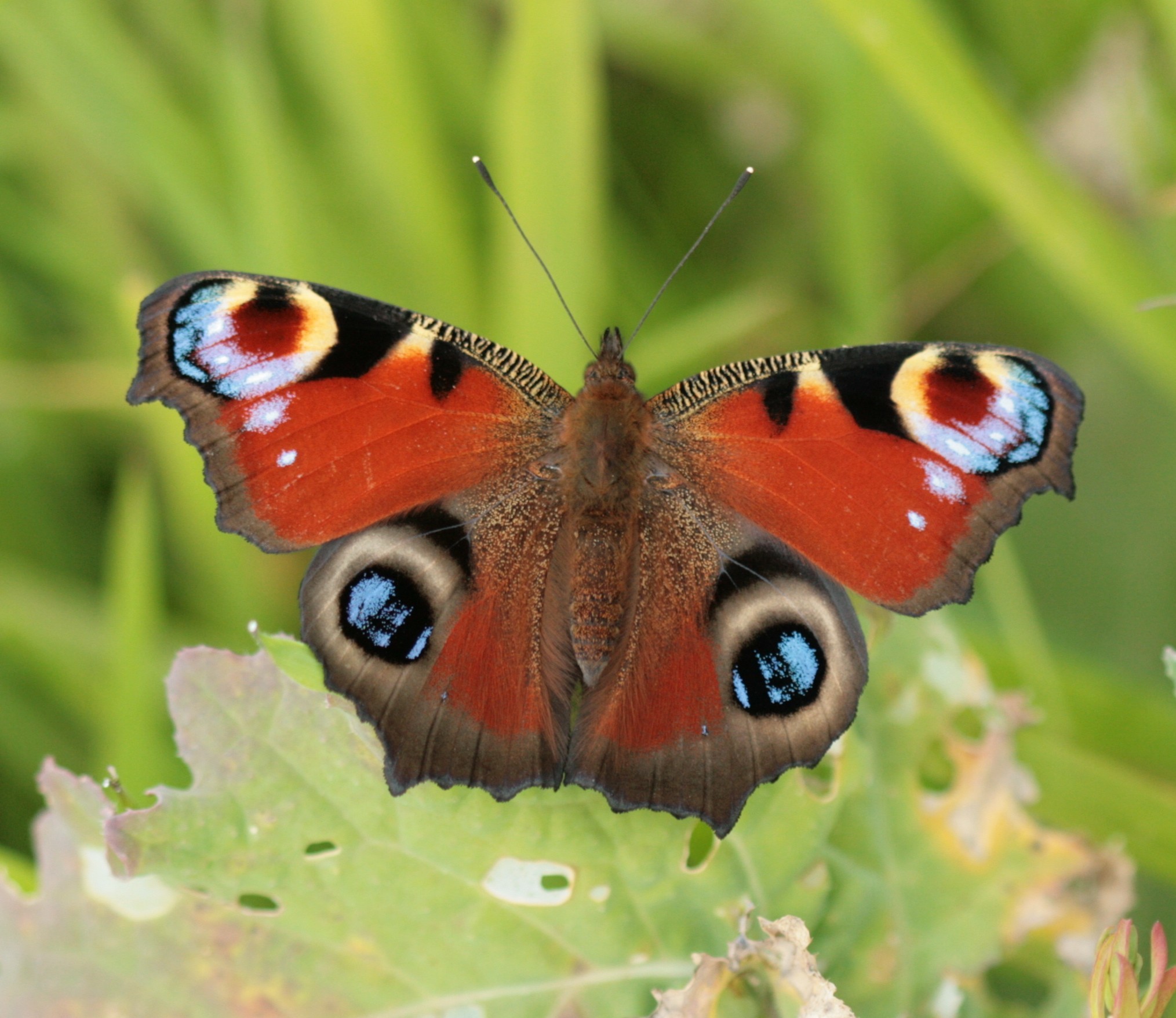 butterfly