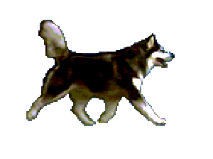 husky