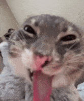 sillycat.gif