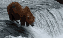 bear standing on small waterfall waiting for fish to jump into his mouth, slaps him on the face instead