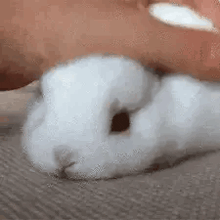 bunny!