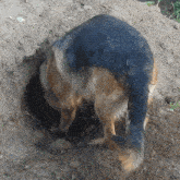 me ( a German Shepheard) digging for ideas to talk about