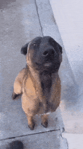 happy dog