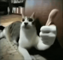 Thumbsup Cat GIFs | Tenor