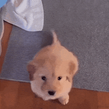 a small brown puppy is standing on a rug on the floor .