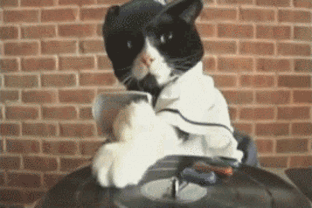 DJ Cat