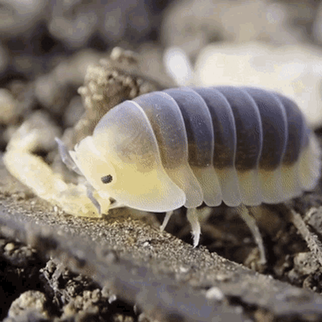 roly-poly.gif