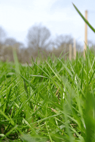 Grass