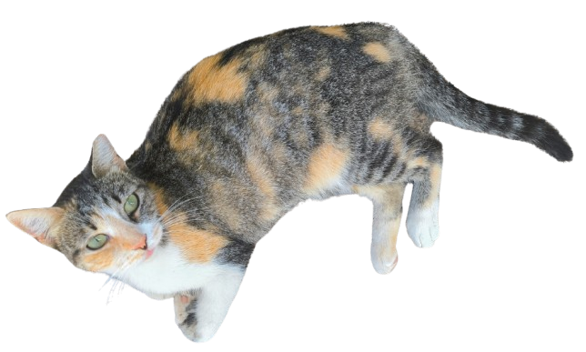 Priscilla