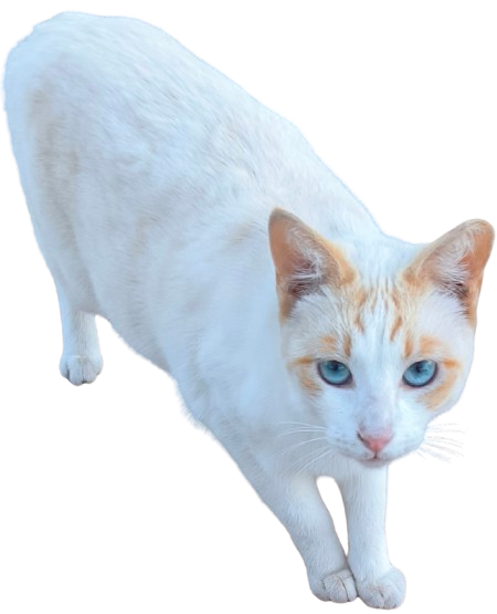 Rufus
