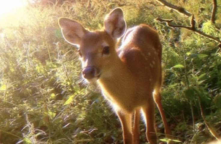 Deer!
