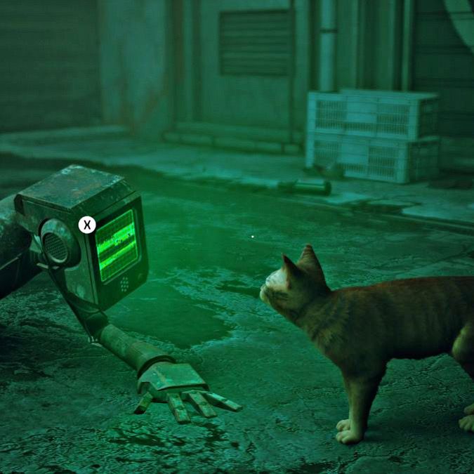 stray