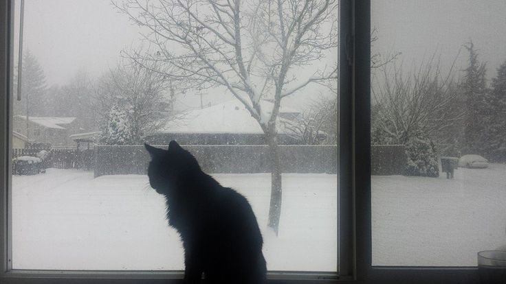 windowy cat