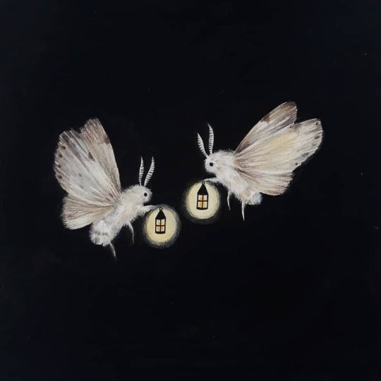 moths
