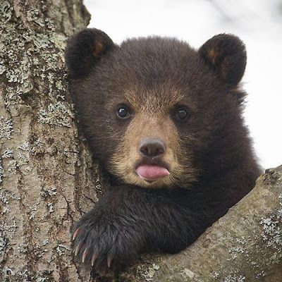 Urso
