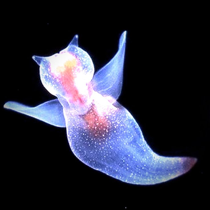 sea angellll