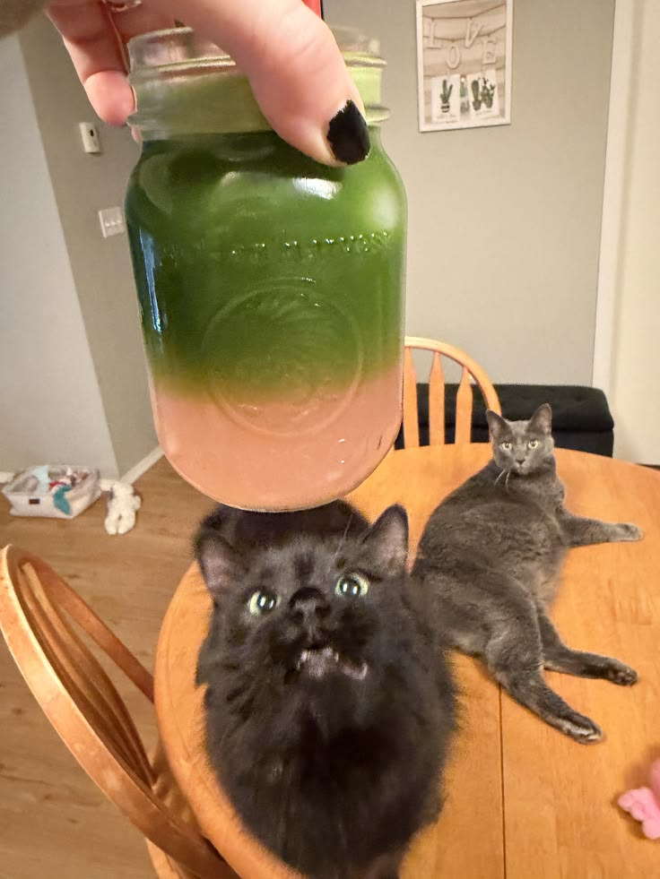 Unemployed cats