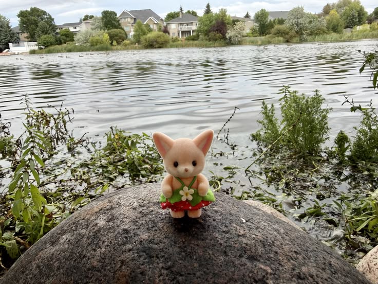 Critter on rock