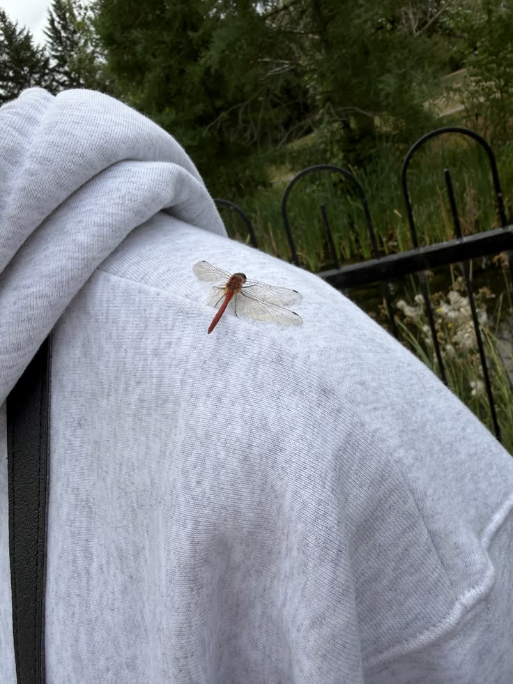 dragon fly