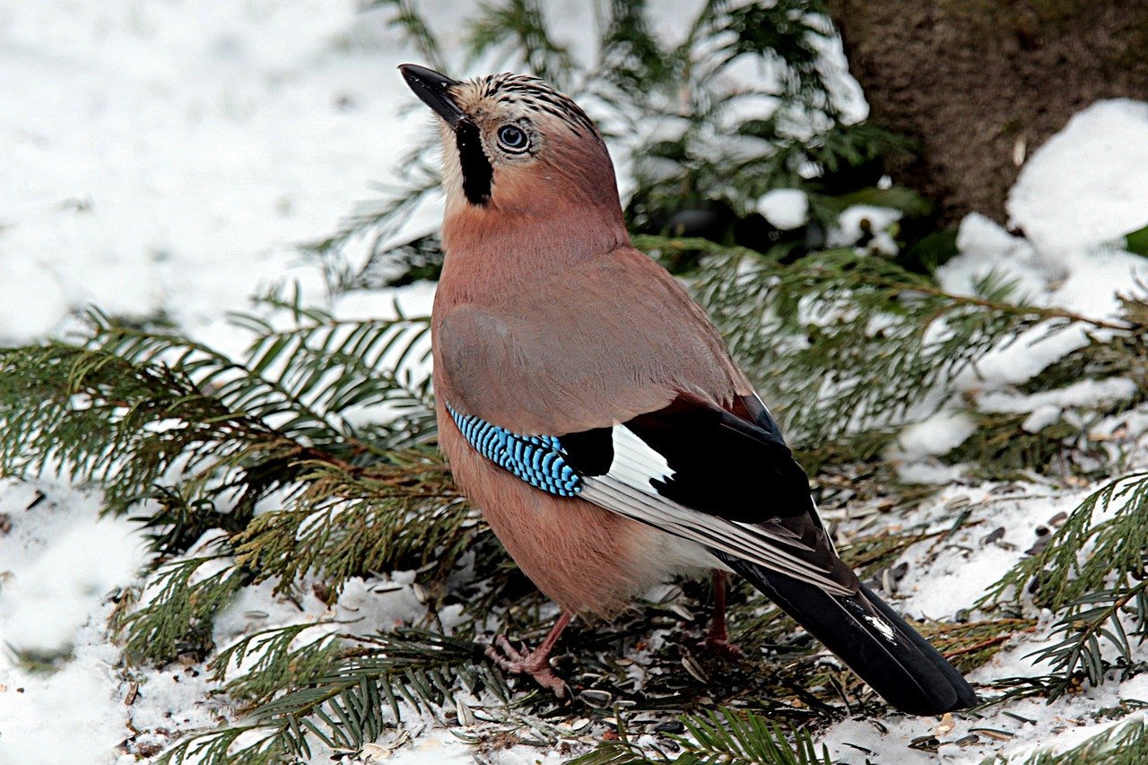euroasian jay
