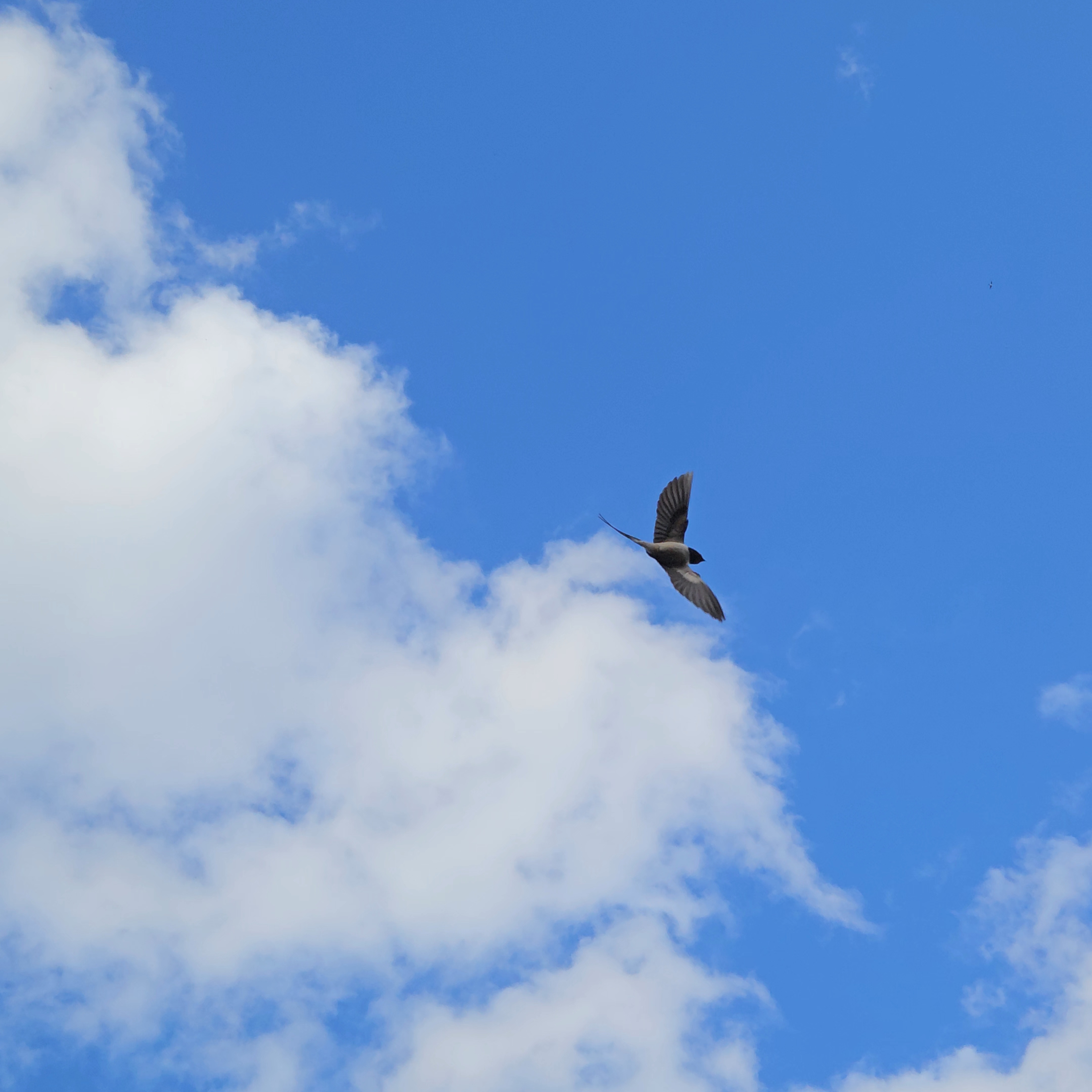 swallows