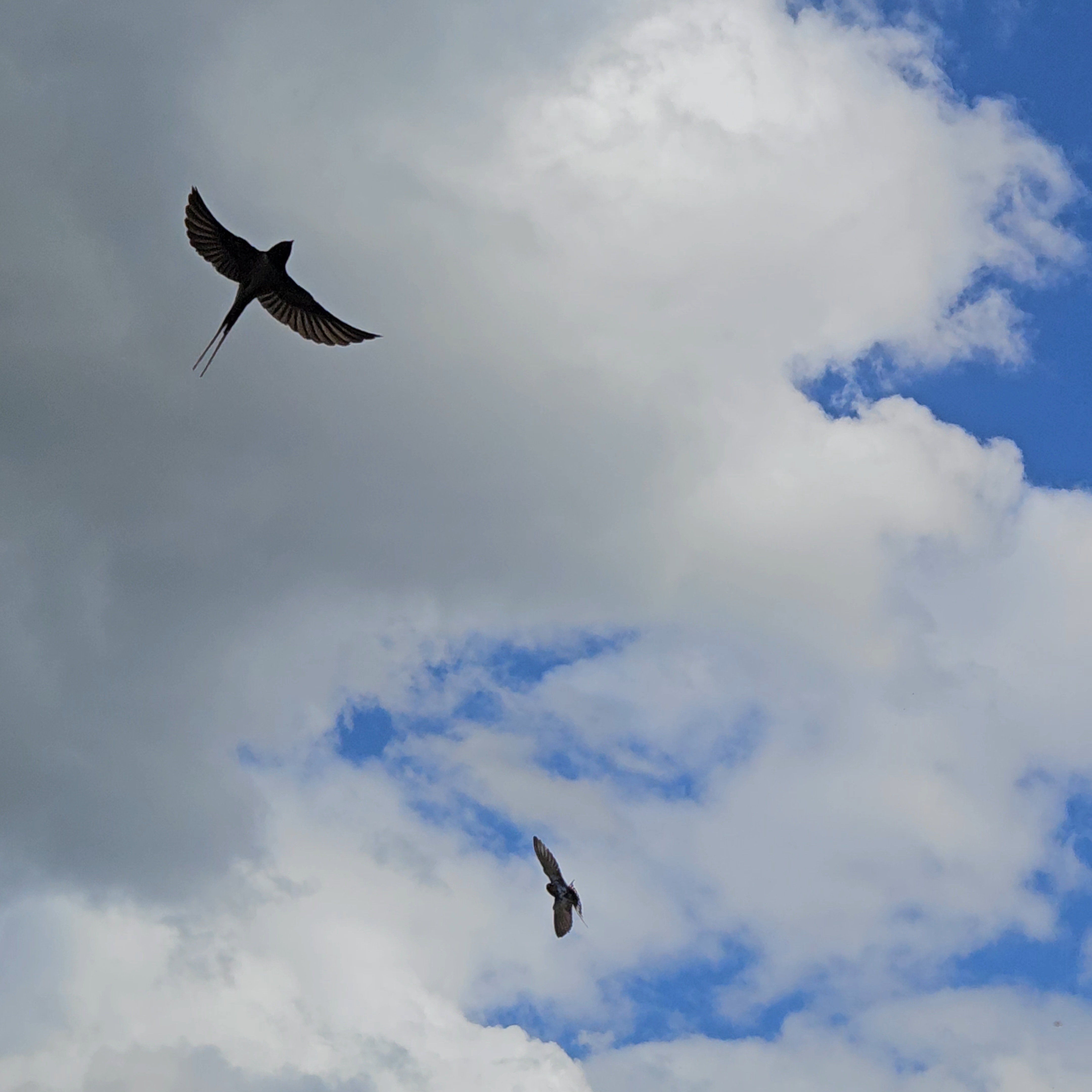 swallows