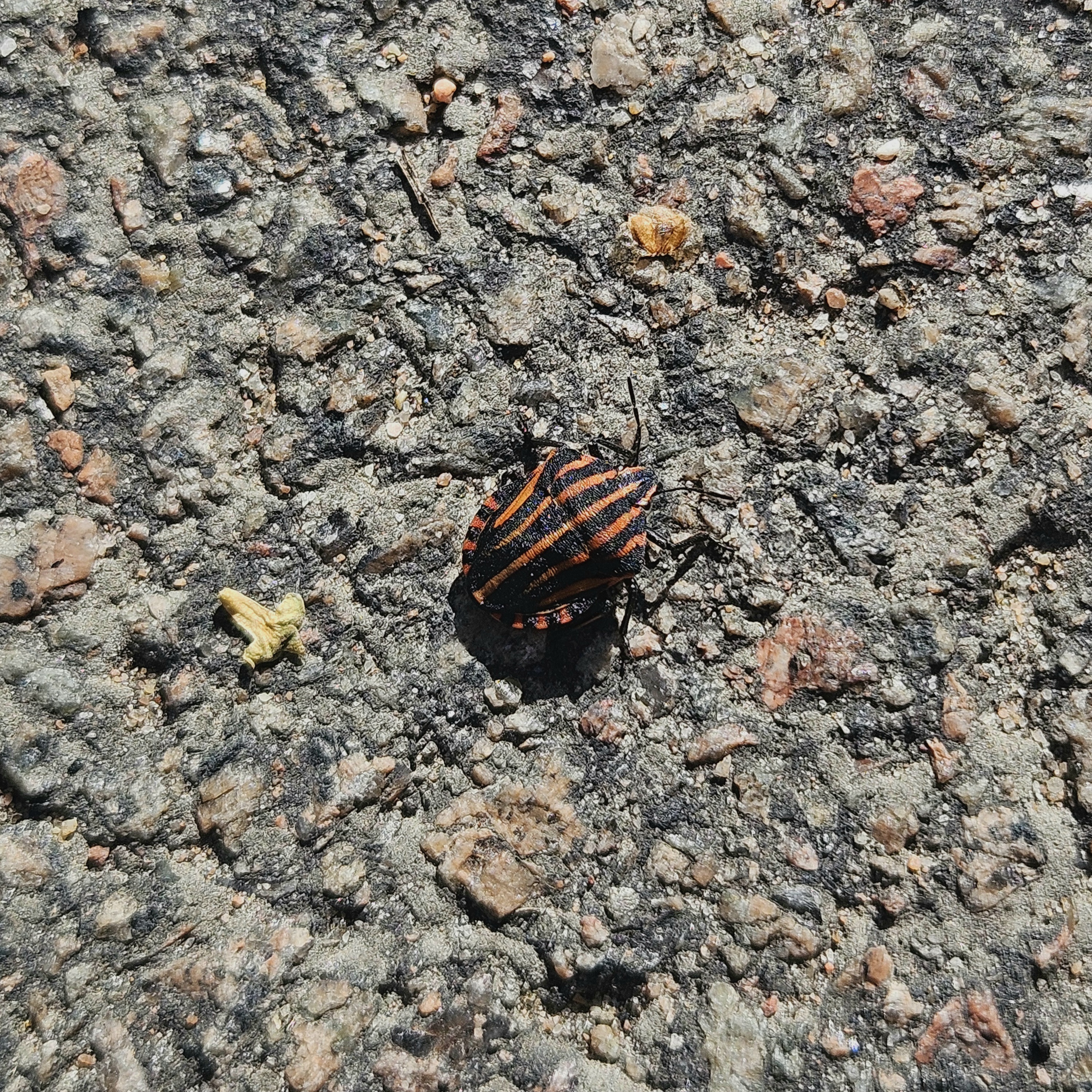 north african striped bug