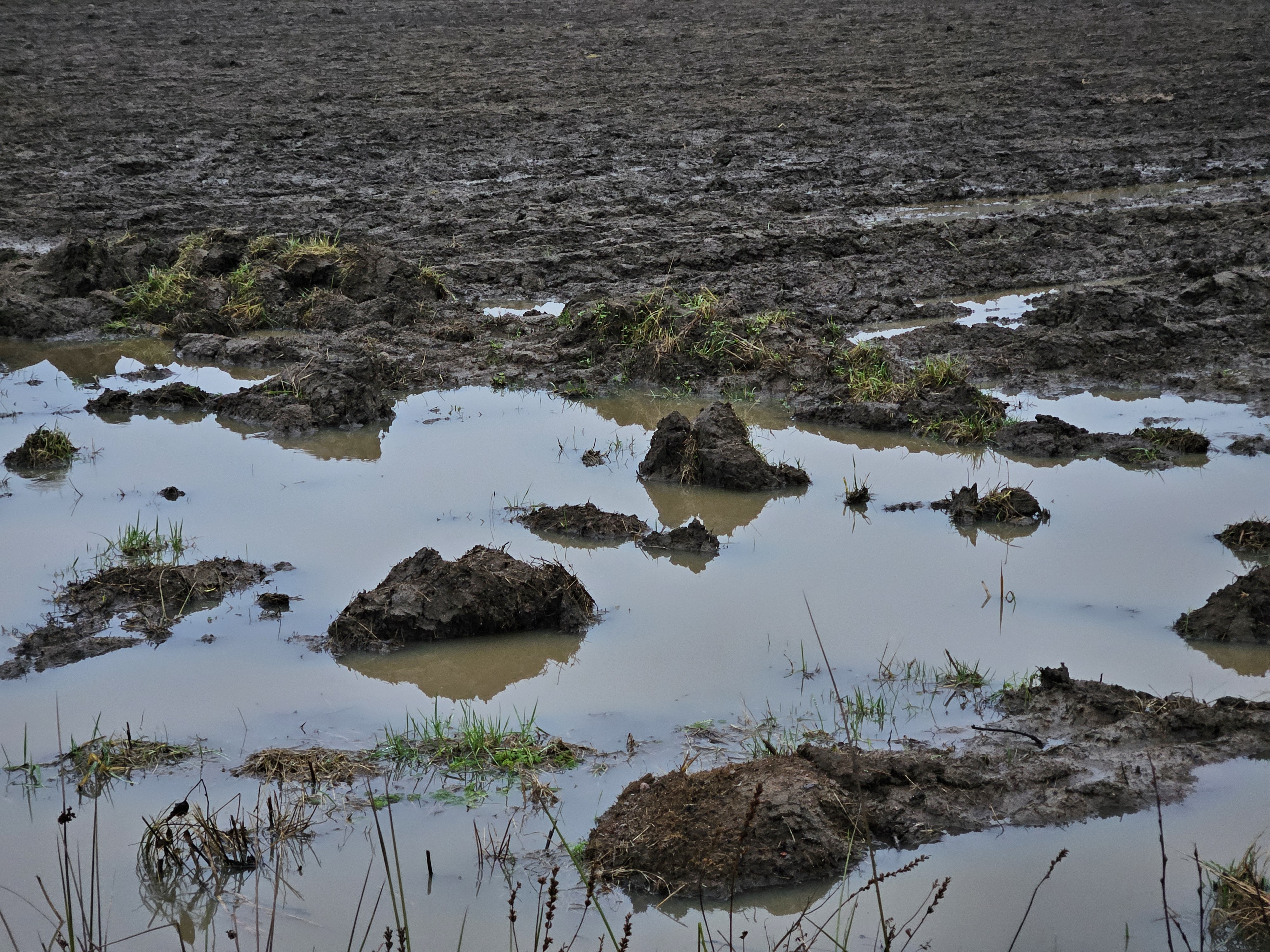 mud