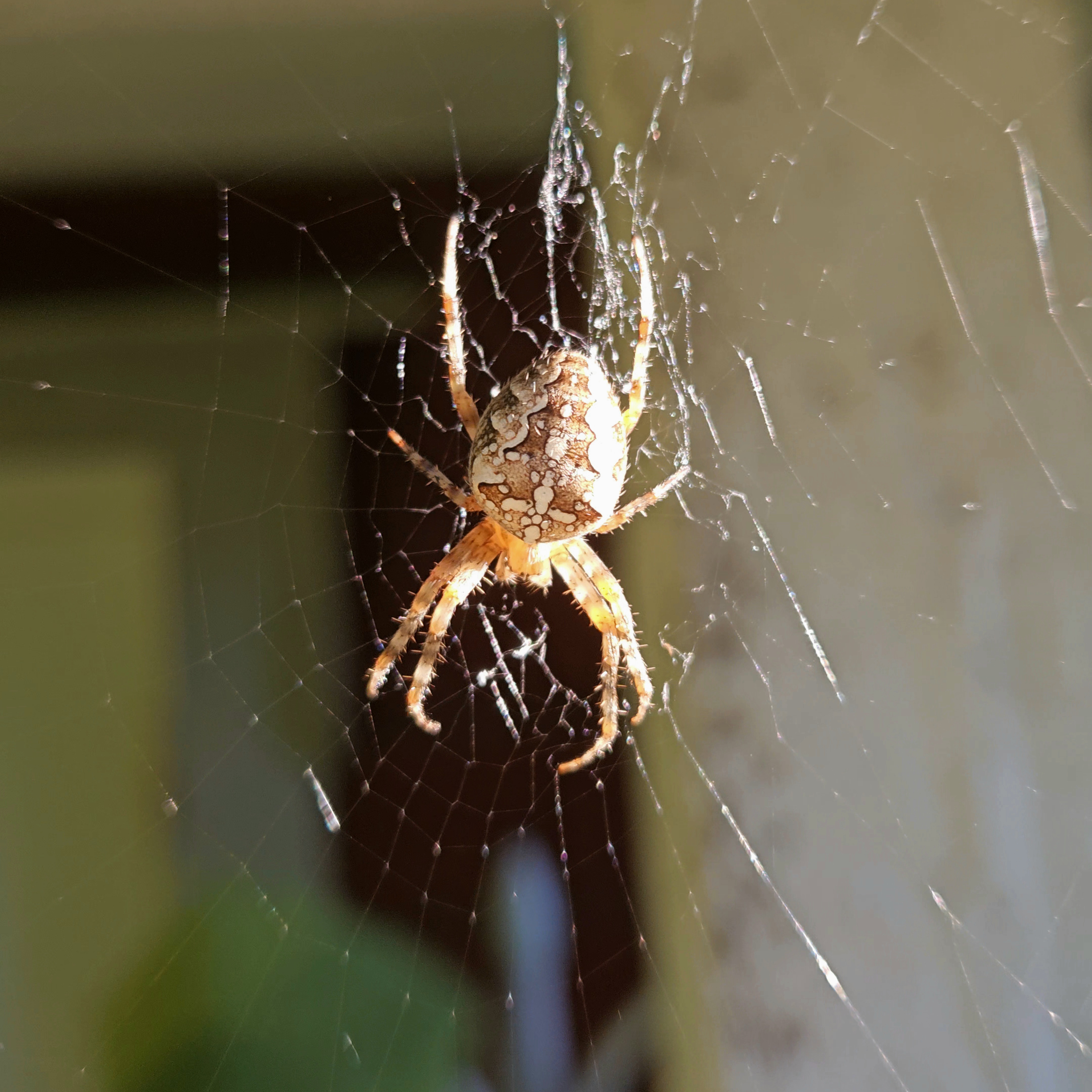 european garden spider