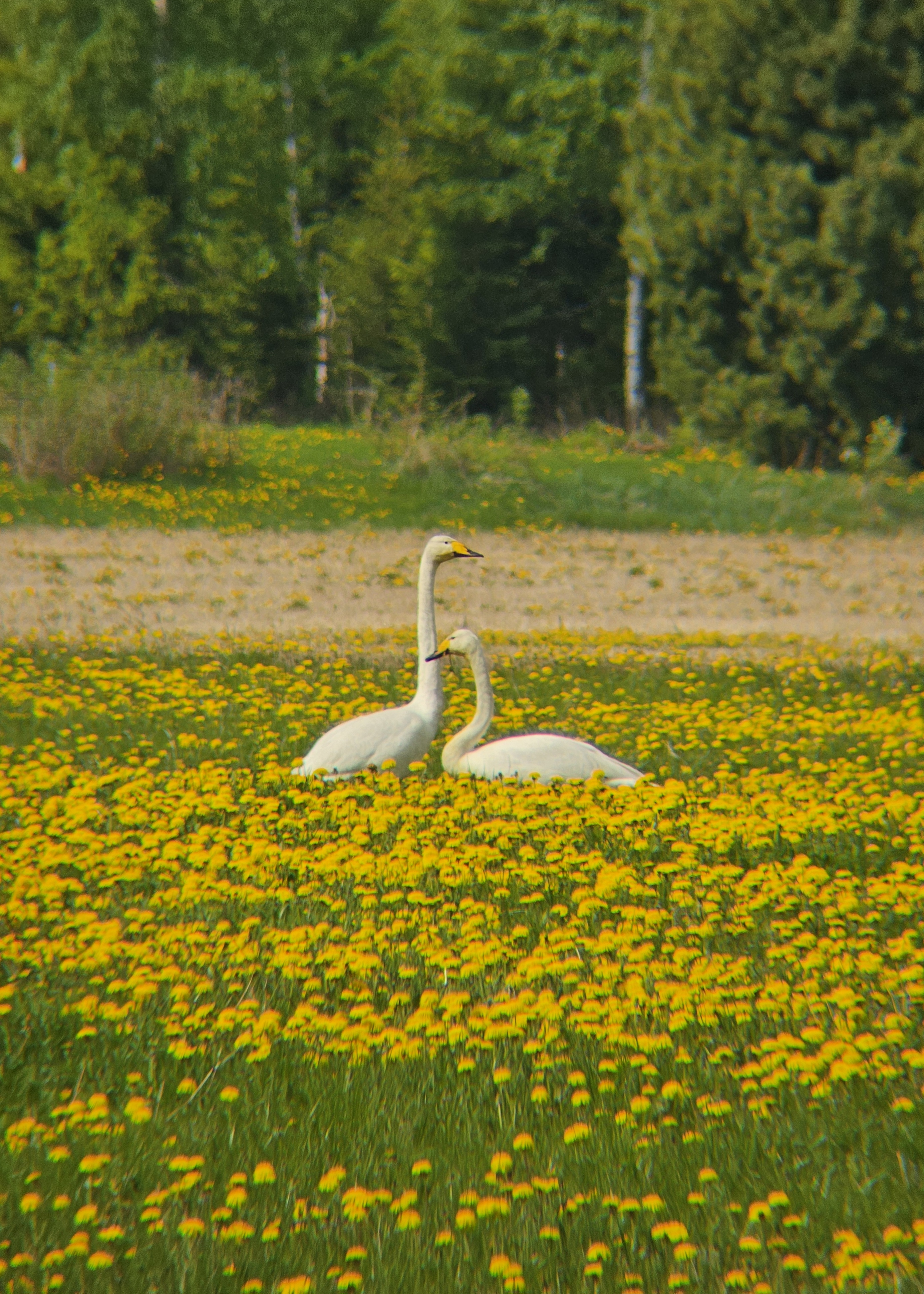 swans