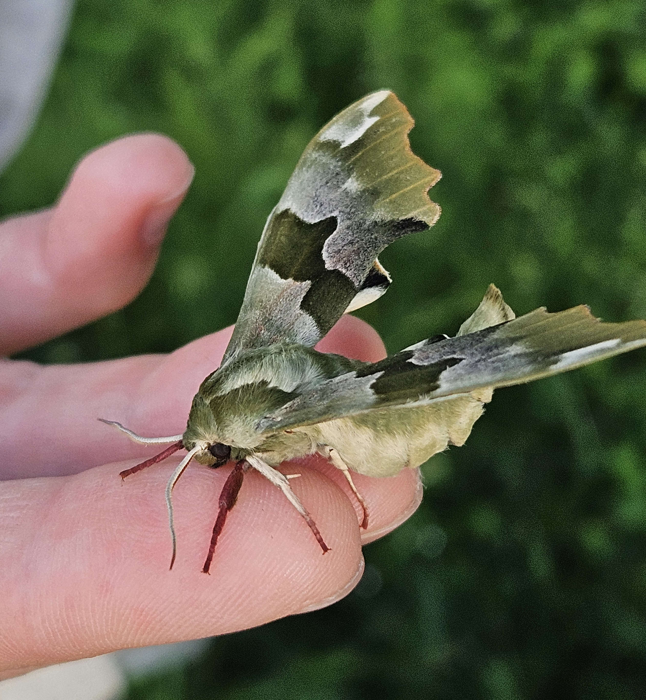 lime hawk-moth