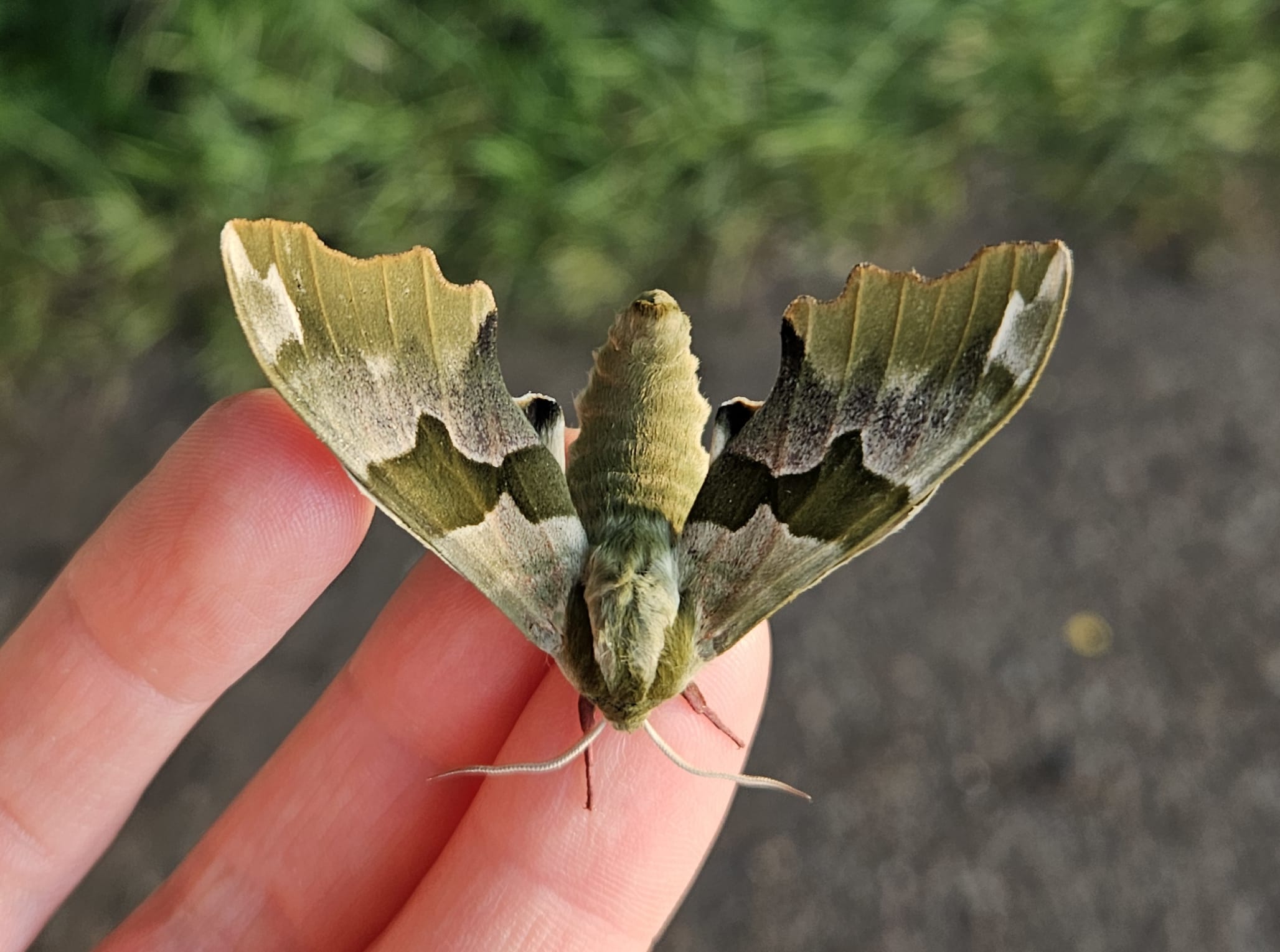 lime hawk-moth