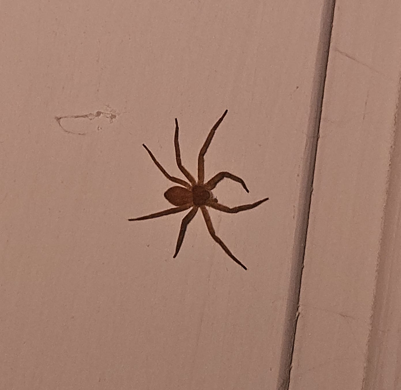 Philodromus fuscomarginatus