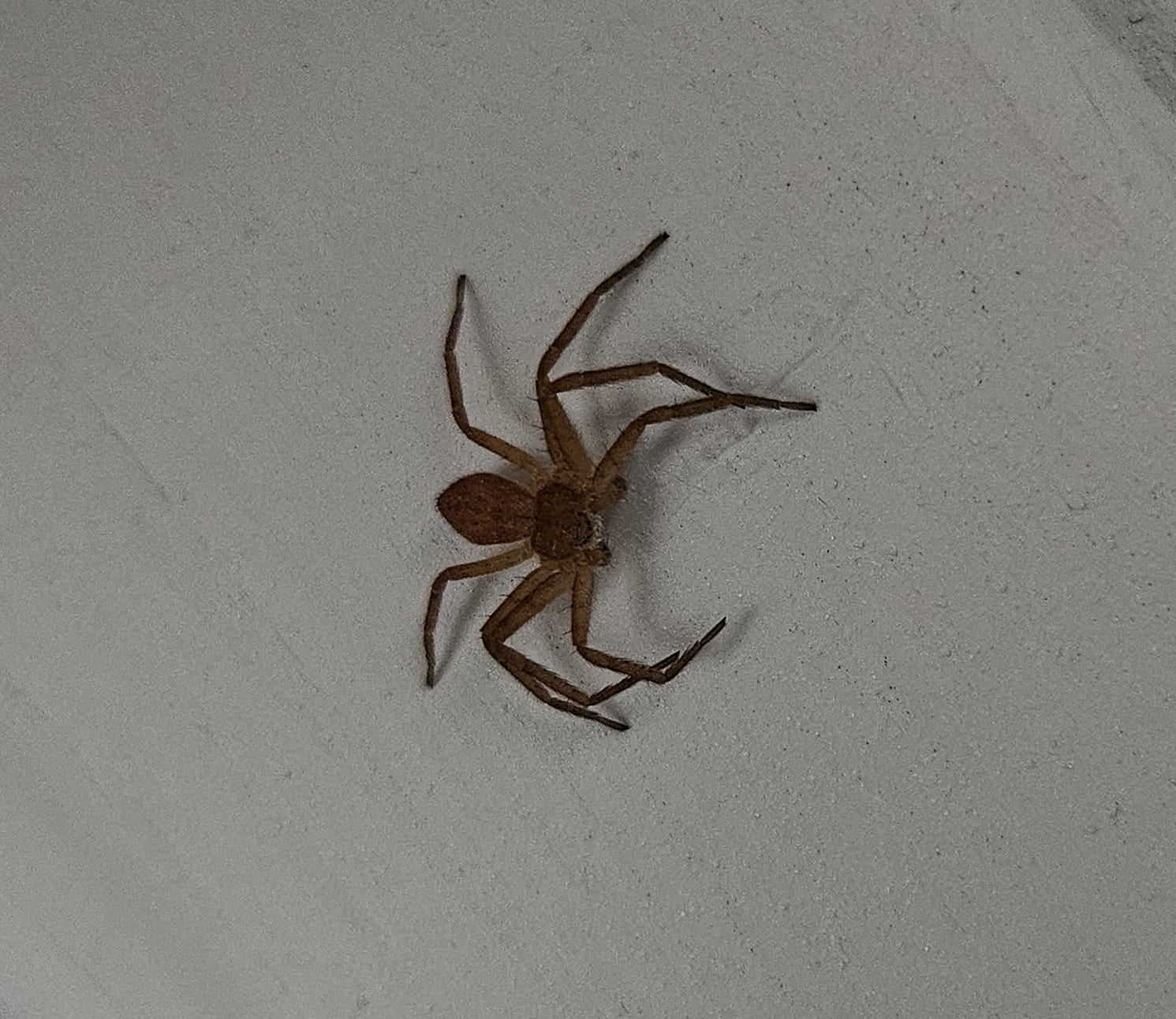 Philodromus fuscomarginatus