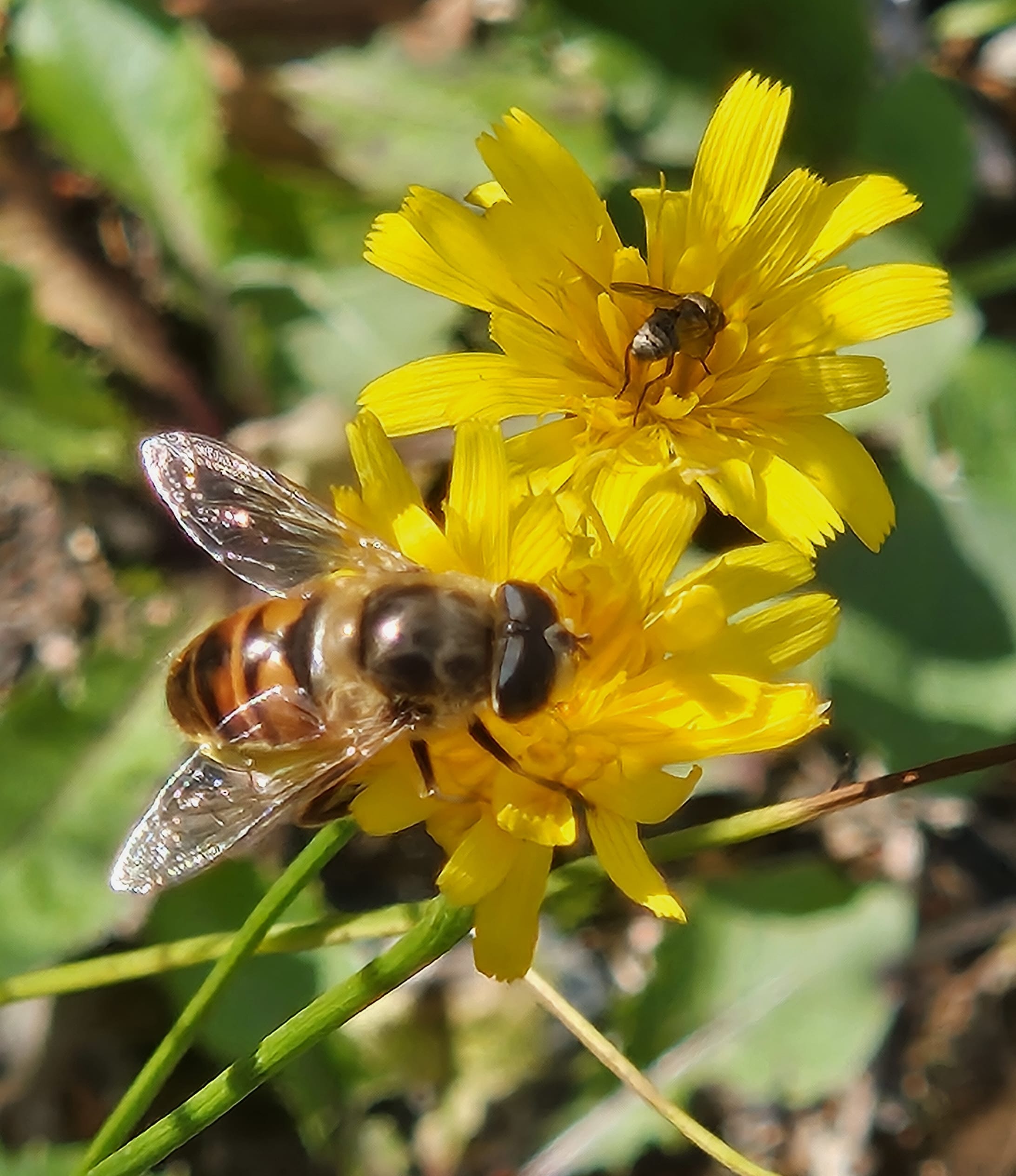 Hoverfly