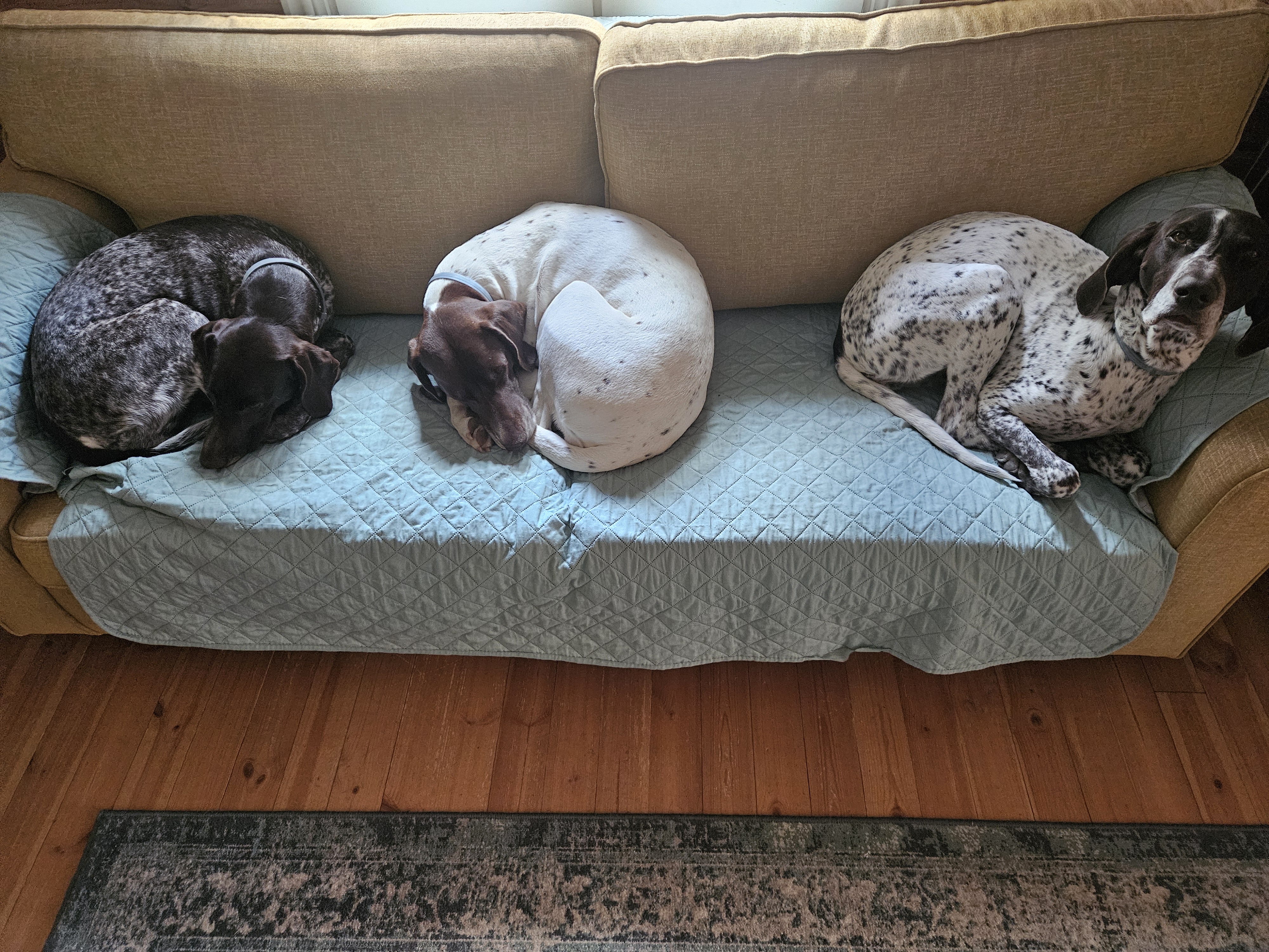 all 3 dogs :3